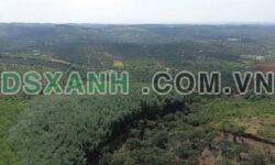 Bán 9.2 Sào Cao Su H. Đắk R’lấp, X. Đắk Sin, Đắk Nông – Giá 2 Tỷ