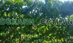 Bán 1.2ha Đất Vườn, Xã Lộc An, Huyện Bảo Lâm, Giá 460tr/sào