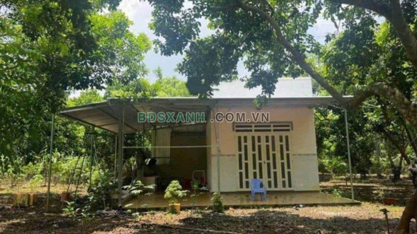 Bán nhà vườn 1600m² X. Tân Lợi, H. Hớn Quản, T. Bình Phước 200tr
