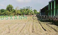 Bán đất Huyện Đức Hòa, Xã Mỹ Hạnh 250m² chỉ 1.05 tỷ