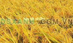 Bán Đất 180m2 Phường 3, Thành phố Tây Ninh chỉ 1 Tỷ