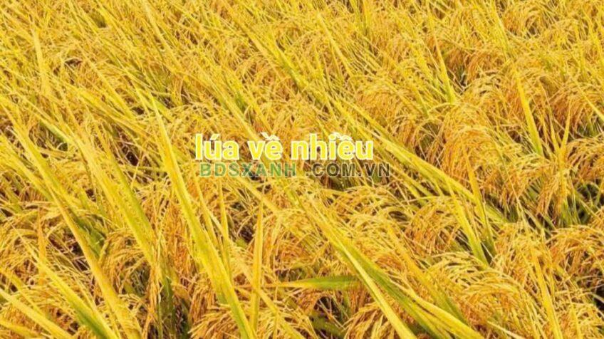 Bán Đất 180m2 Phường 3, Thành phố Tây Ninh chỉ 1 Tỷ