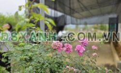 Bán 2 Lô Đất Đẹp Xã Phong Quang, TP Hà Giang DT 10×40-56m Giá 2xx Tr
