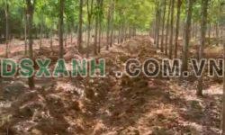 Bán 10.000m² cao su Xã Đồng Tâm, Huyện Đồng Phú, Bình Phước – 2.5 tỷ