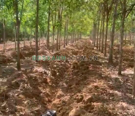 Bán 10.000m² cao su Xã Đồng Tâm, Huyện Đồng Phú, Bình Phước – 2.5 tỷ