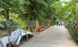 Bán đất 10x55m giá 850tr, Xã Long Hưng, Huyện Châu Thành.