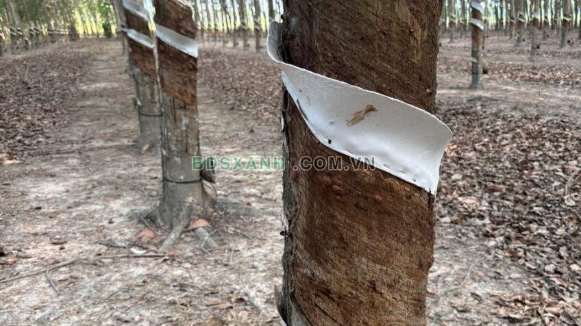 Bán đất 10.000m² Xã Tân Hiệp, Huyện Tân Châu giá 1.4 tỷ