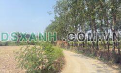Bán đất 7x18m Thạnh Phú, Vĩnh Cửu, Đồng Nai – 910tr TL
