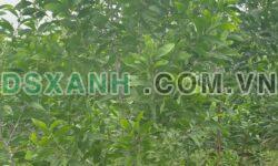 Bán Đất Xã Hòa Thạnh, H. Châu Thành, 31452m², 5.55 Tỷ Tây Ninh