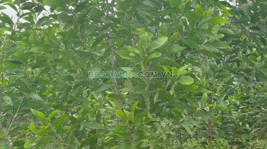 Bán Đất Xã Hòa Thạnh, H. Châu Thành, 31452m², 5.55 Tỷ Tây Ninh