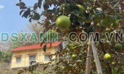 Bán Đất Vườn 1.3ha + Nhà Xã Tân Lợi, Đồng Phú, Bình Phước 13.x Tỷ