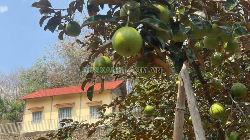 Bán Đất Vườn 1.3ha + Nhà Xã Tân Lợi, Đồng Phú, Bình Phước 13.x Tỷ