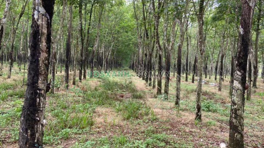 Bán 15ha Đất Cao Su, Xã Tam Lập, Huyện Phú Giáo, Giá 49.5 Tỷ