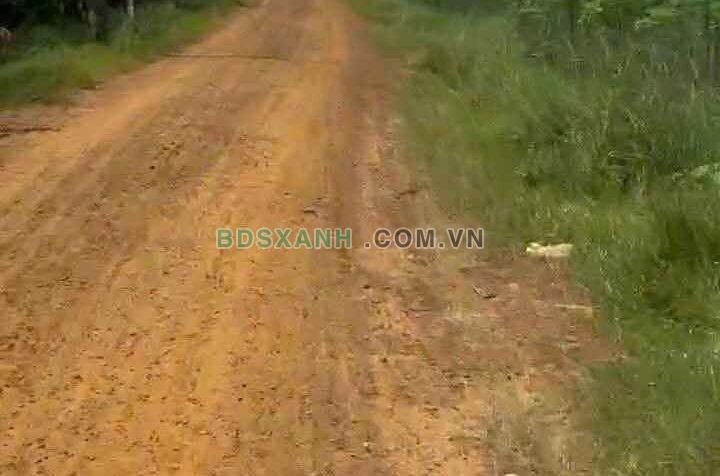 Bán 1000m² đất Xã Tân Phong, Huyện Tân Biên 175 Triệu