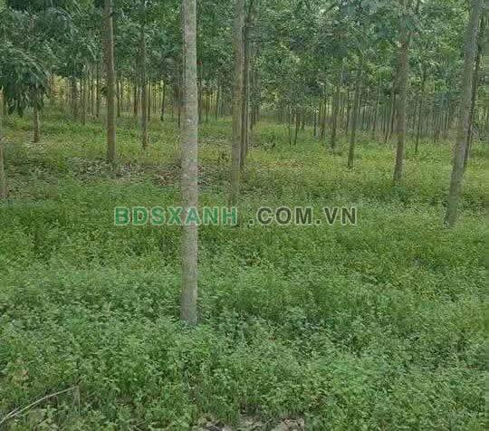 Bán 2.1ha Đất Cao Su, Xã Phú Riềng, Huyện Phú Riềng, Giá 2.5 tỷ