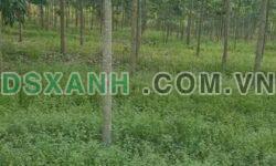 Bán 2.1ha Đất Cao Su, Xã Phú Riềng, Huyện Phú Riềng, Giá 2.5 tỷ