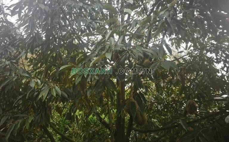 Bán Đất Xã Phú Xuân, Huyện Tân Phú, 10.000m2, 7.5 Tỷ