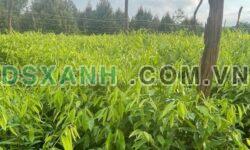 Bán Đất Nền 1000m2 Xã Long Bình, H.Phú Riềng – Giá 800 Triệu.