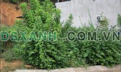 BÁN 151,6 M² ĐẤT TỔ 7 PHƯỜNG BÌNH THUẬN, TUYÊN QUANG
